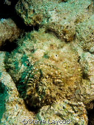 Its a stone fish. Yes it is difficult to see. Thats the idea by Steve Laycock 